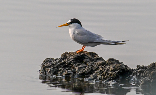 Little Tern