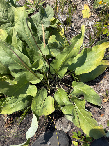 arrowleaf balsamroot
