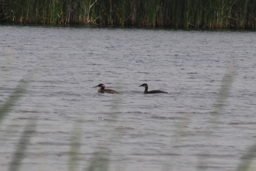 Red-necked Grebe