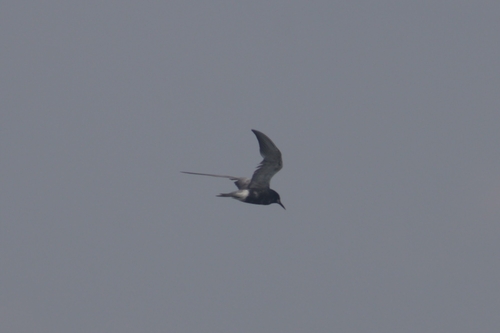 Black Tern