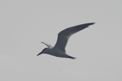 Caspian Tern