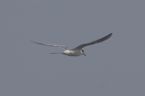 Forster's Tern