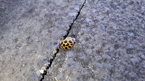 Large Spotted Ladybird