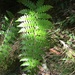 Polystichum piceopaleaceum - Photo (c) Kai Chang, todos los derechos reservados, subido por Kai Chang