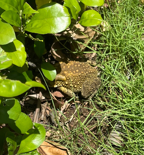 Asian Common Toad