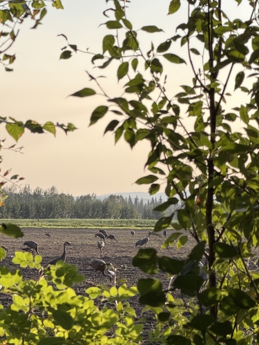Sandhill Crane observed by vincessor