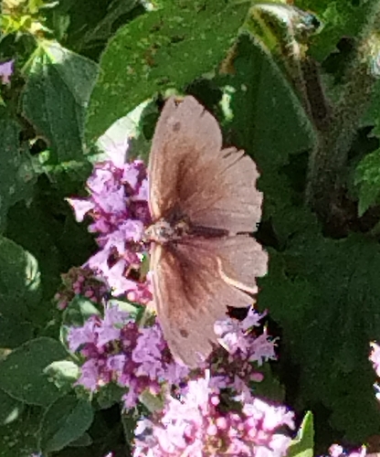 Meadow Brown