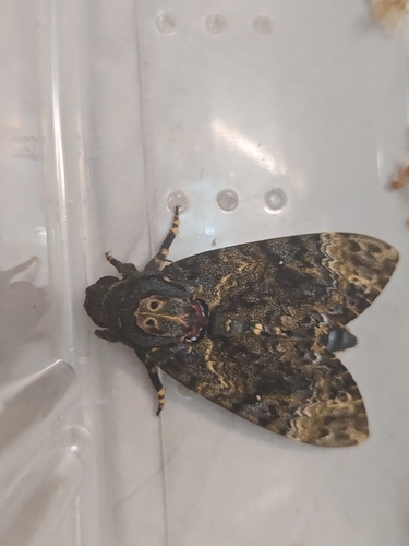 Greater Death's Head Hawkmoth