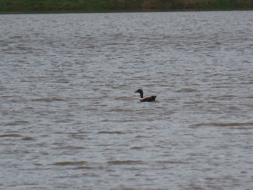 Australian Shelduck