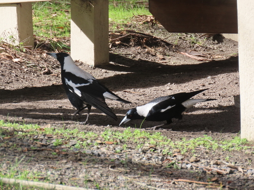 Australian Magpie