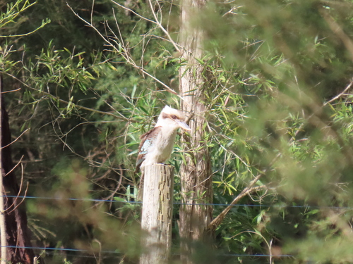 Laughing Kookaburra