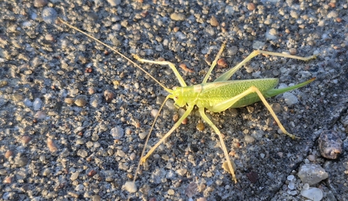 Oak Bush-cricket