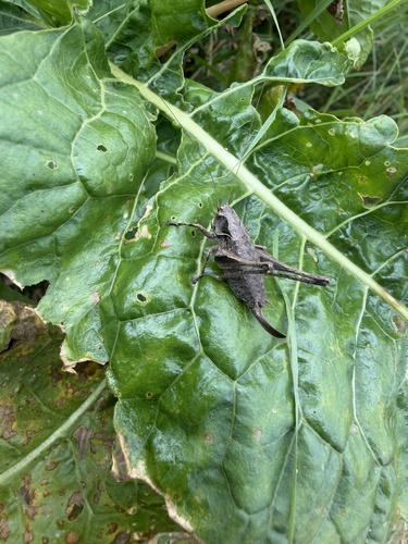 Dark Bush-cricket