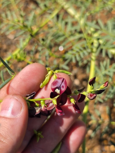 Swainsona stenodonta