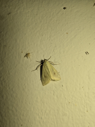 Carrot Seed Moth