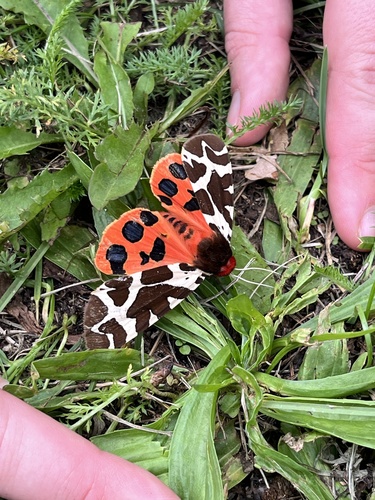 Garden Tiger