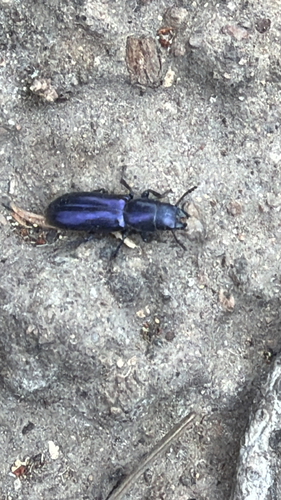 iNaturalist observation photo of Pine Trogossitid Beetle