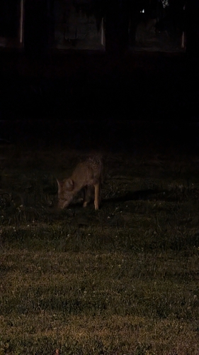 Coyote observed by vivian_britton