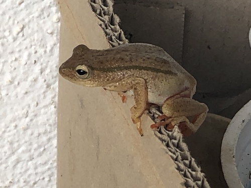 Balfour's Reed Frog