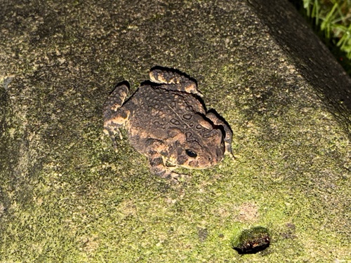 American Toad observed by captmicha
