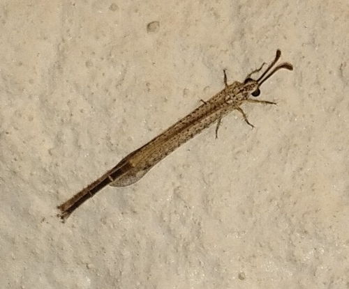 Clathroneuria coquilletti