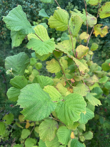 common hazel