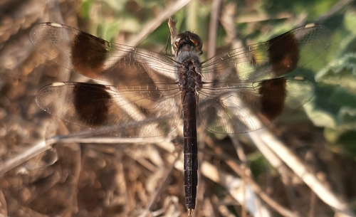 Northern Banded Groundling