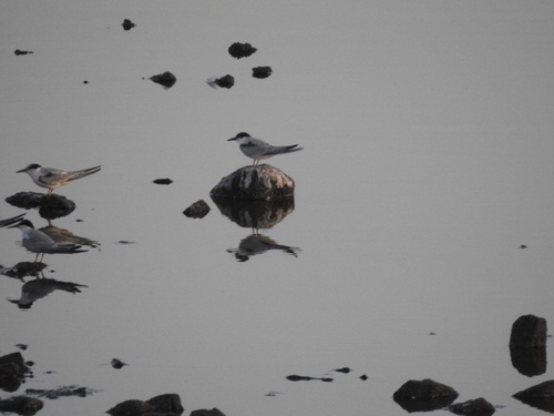 Common Tern observed by juanjoromero