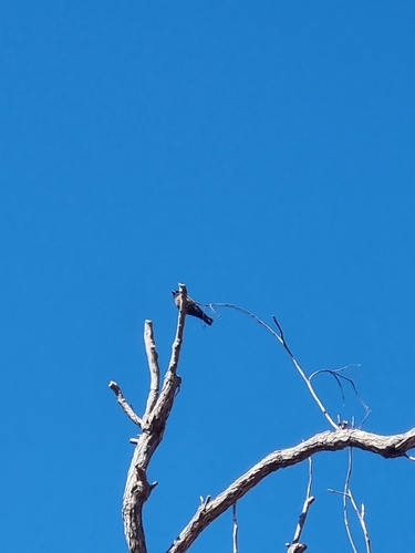 Little Woodswallow