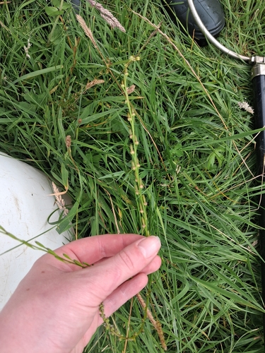 marsh arrowgrass