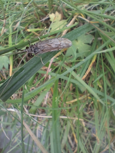 Silver Sedge