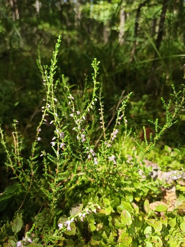 common heather