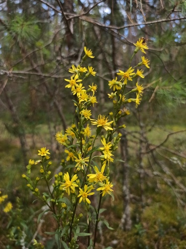 European goldenrod