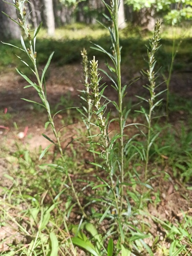 Woodland Cudweed