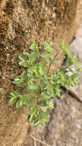 Petty Spurge