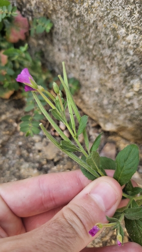 Great Willowherb