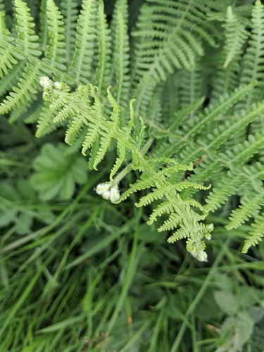 common bracken