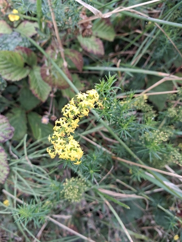 Lady's Bedstraw