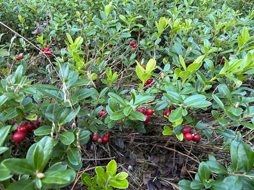 Lingonberry