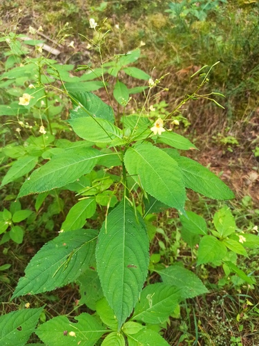 small balsam