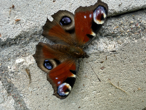European Peacock Butterfly
