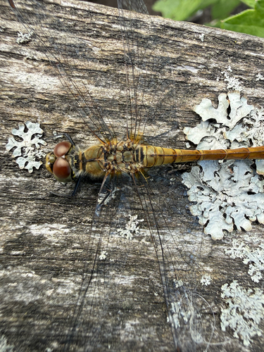 Ruddy Darter