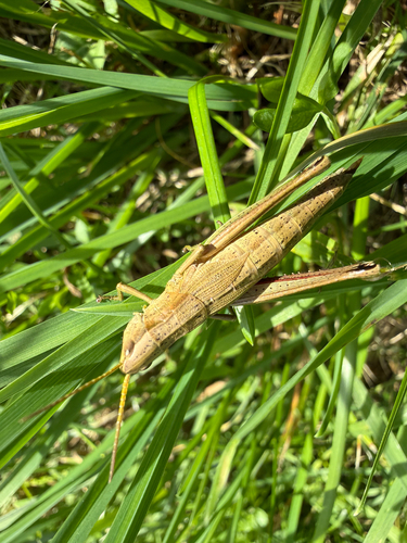 Gold Grasshopper