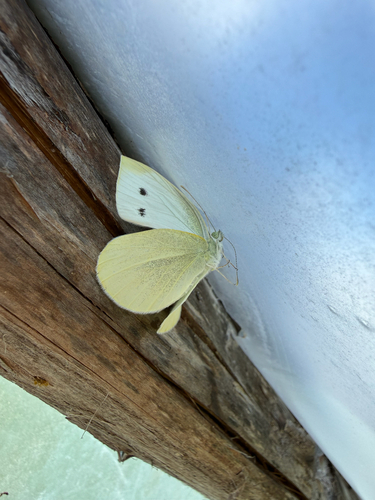 Small White