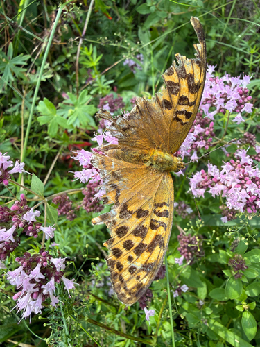 Silver-washed Fritillary