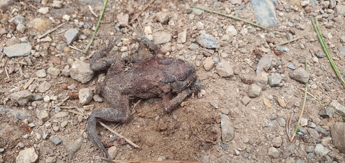 Water Toad