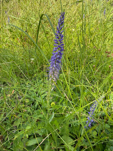 Spiked Speedwell