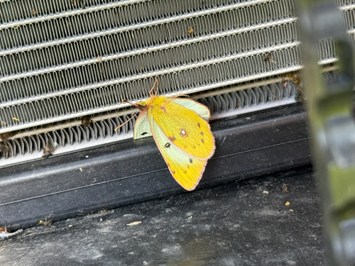 Pale Clouded Yellow