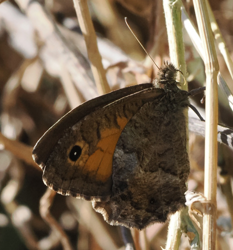 False Grayling