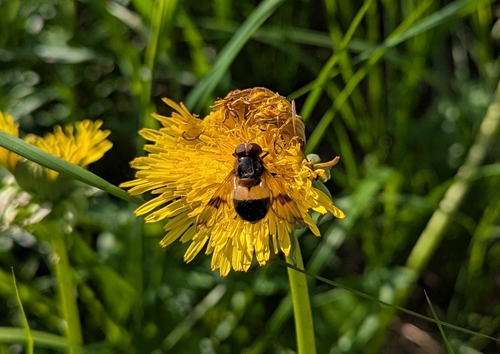 Pellucid Hover Fly